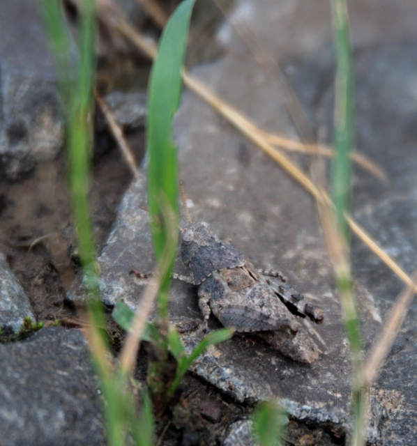 Oedipoda caerulescens - kékszárnyú sáska