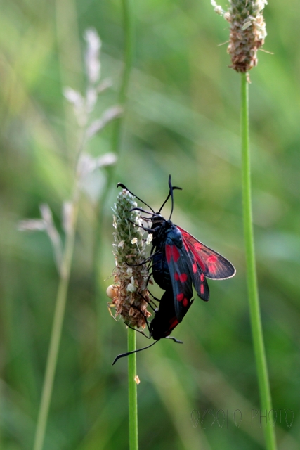 Zygaena filipendulae - acélszínű csüngőlepke