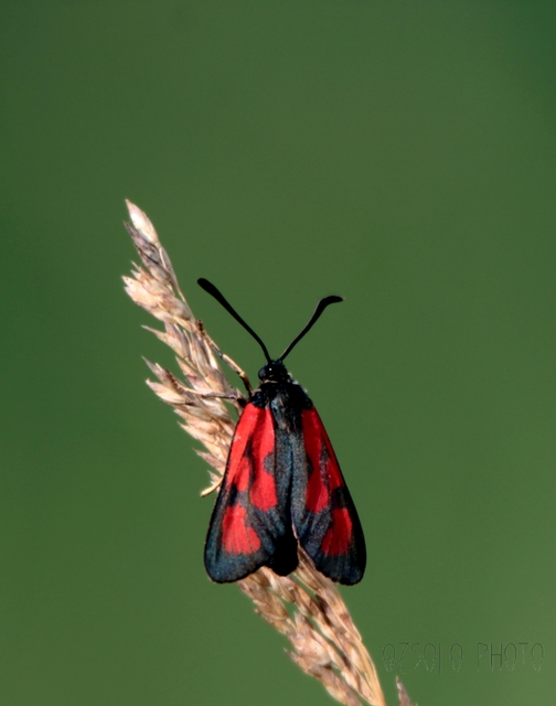 Zygaena loti - közönséges csüngőlepke