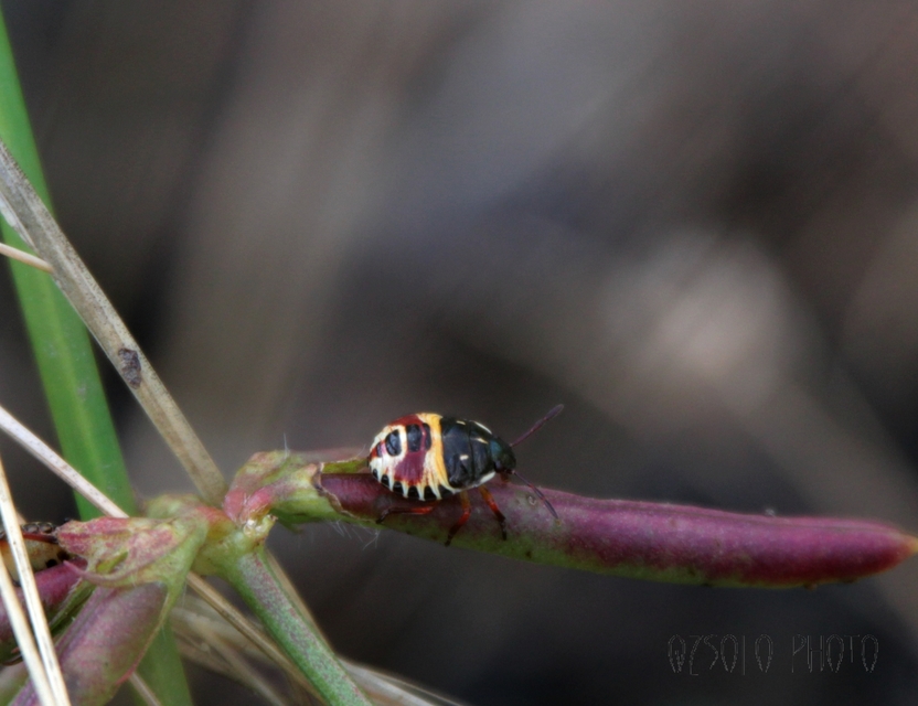 Carpocoris Carpocoris
