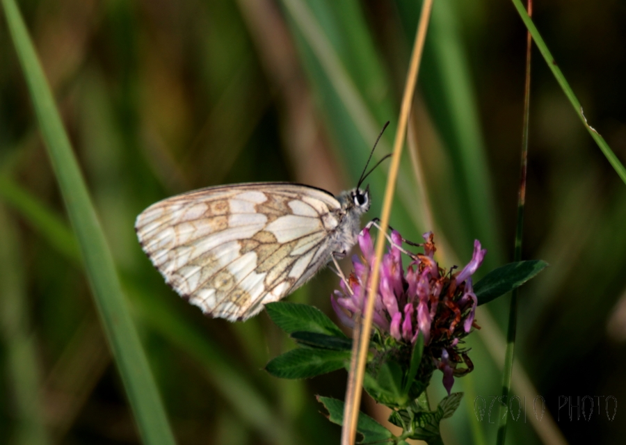 Melanargia galathea - sakktáblalepke