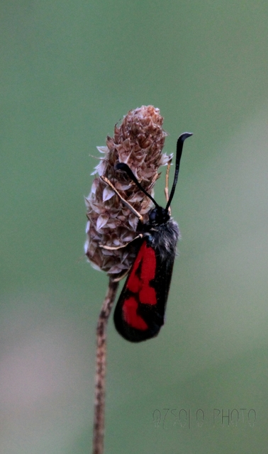 Zygaena loti - közönséges csüngőlepke