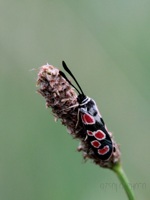 Zygaena carniolica - fehérgyűrűs csüngőlepke