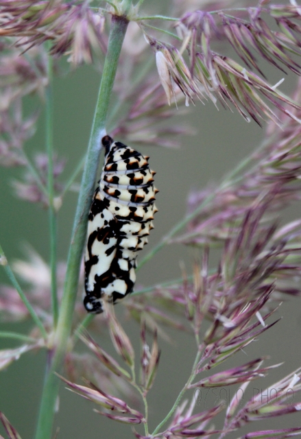 Melitaea didyma - tüzes tarkalepke