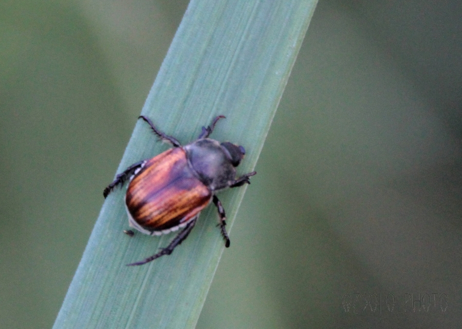 Anisoplia tempestiva - gabonaszipoly