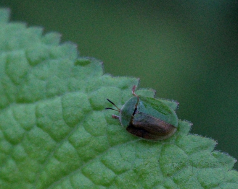 Cassida Cassida