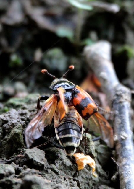 Nicrophorus vespillo - közönséges temetőbogár