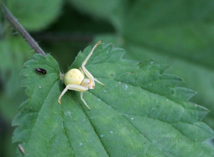 Misumena vatia - viráglakó karolópók