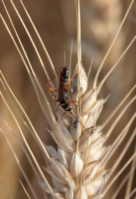 Stenopterus flavicornis - sárgacsápú keskenyfedőscincér
