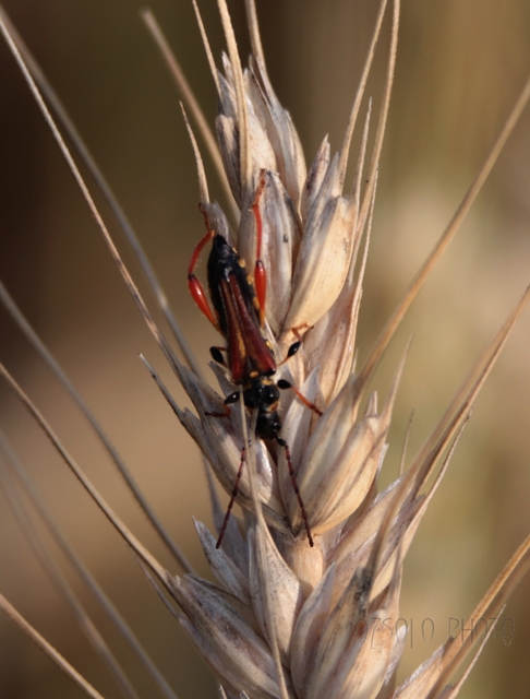 Stenopterus rufus - tarkacsápú keskenyfedőscincér