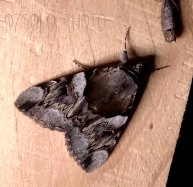 Catocala fulminea - galagonya-övesbagoly