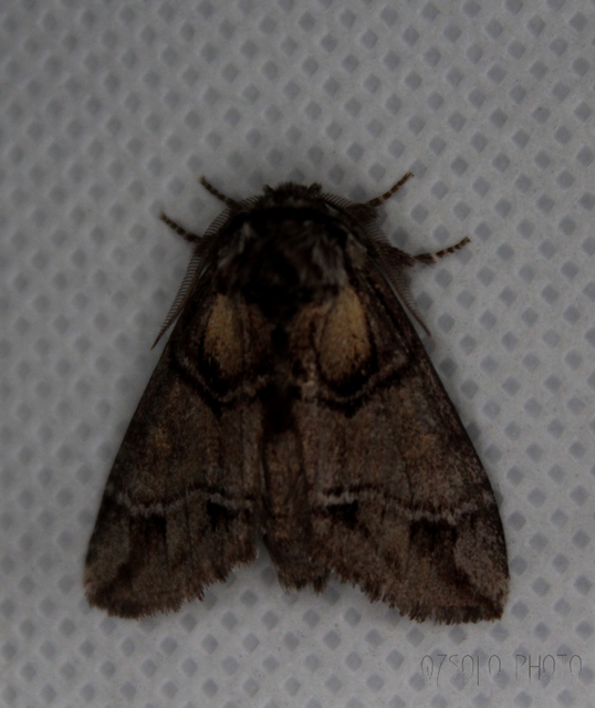 Drymonia velitaris - hegyi púposszövő