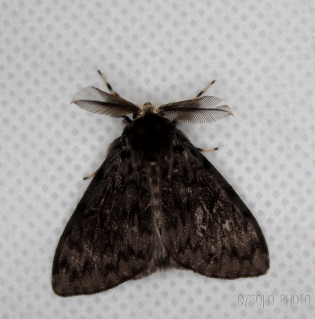Lymantria monacha - apácalepke