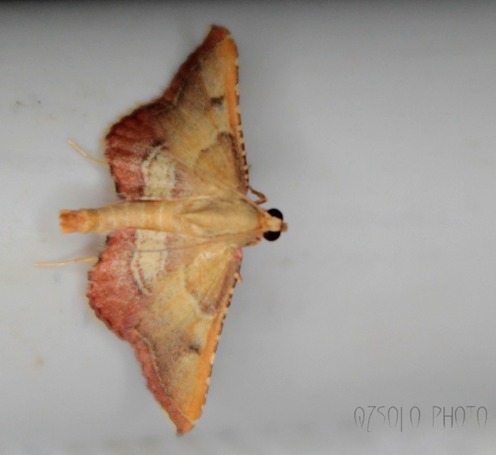 Endotricha flammealis - tüzesszárnyú fényilonca
