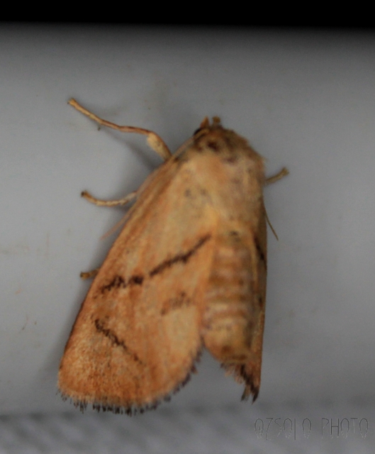 Apoda limacodes - kagylólepke