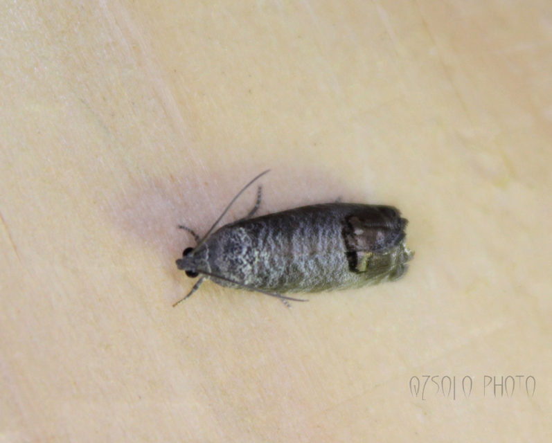 Cydia pomonella - almamoly