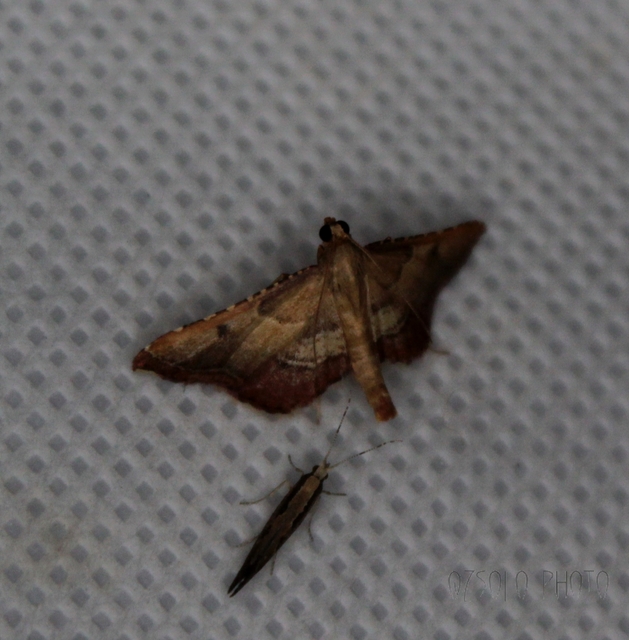 Endotricha flammealis - tüzesszárnyú fényilonca