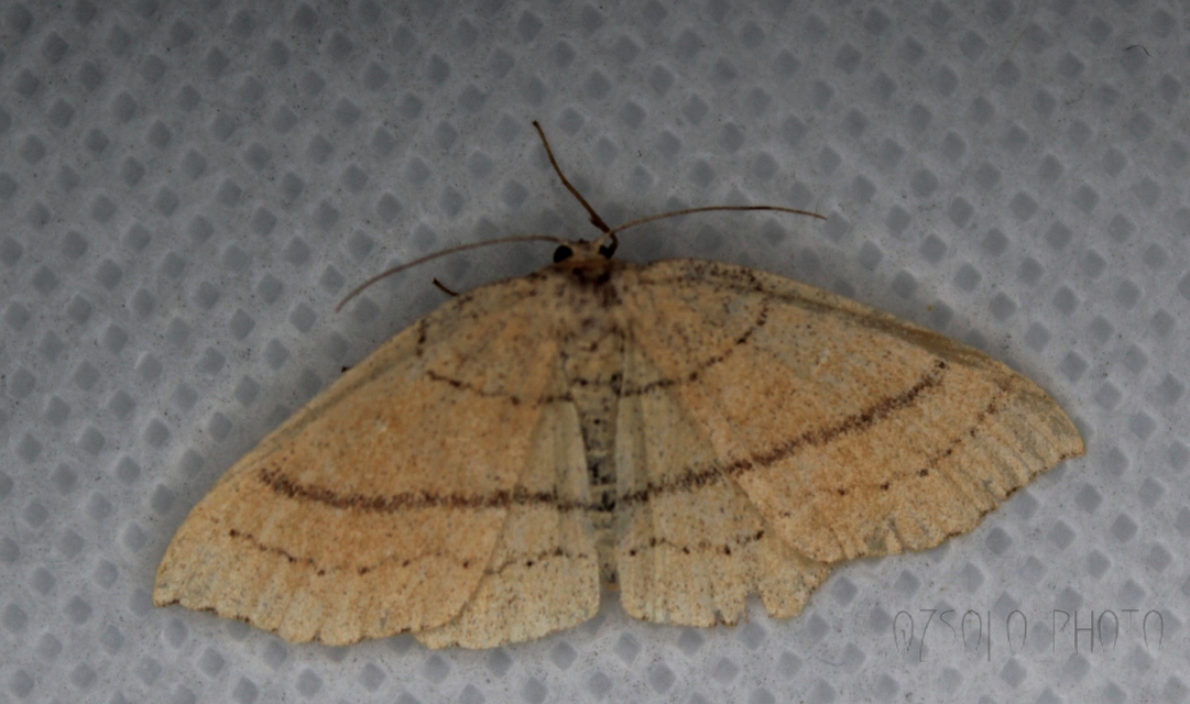 Cyclophora linearia - vonalas pettyesaraszoló