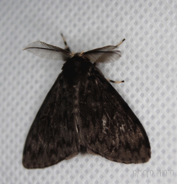 Lymantria monacha - apácalepke