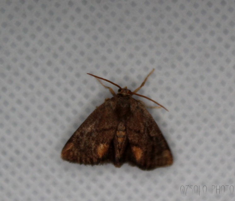 Apoda limacodes - kagylólepke
