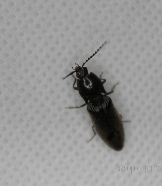 Hemicrepidius hirtus - borzas pattanó