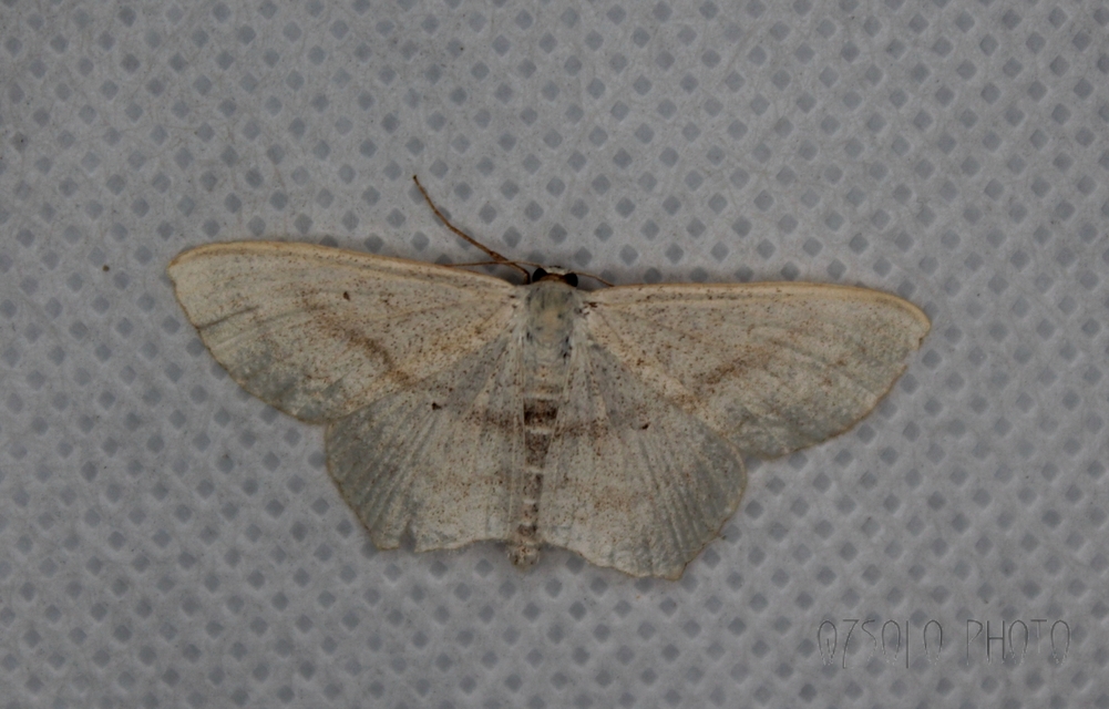 Scopula nigropunctata - feketepettyes araszoló
