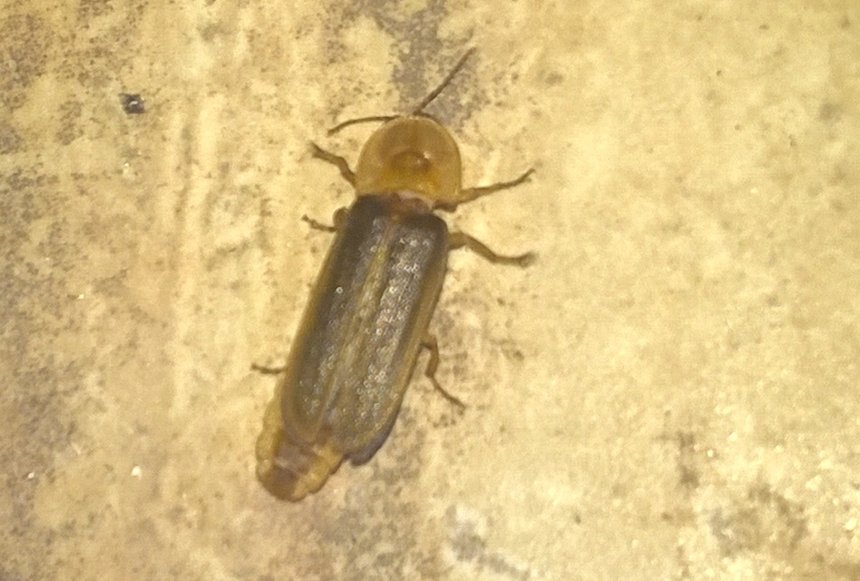 Lampyridae - szentjánosbogár-félék