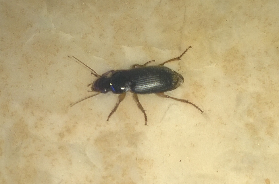Harpalus rufipes - nagy selymesfutó