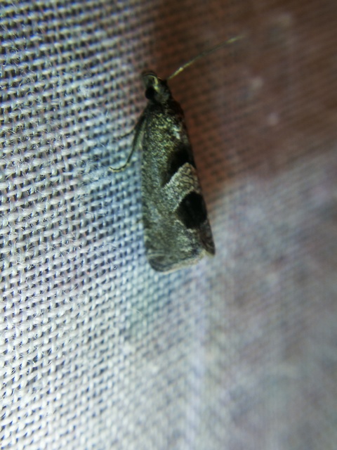 Epiblema junctana - turjáni tükrösmoly