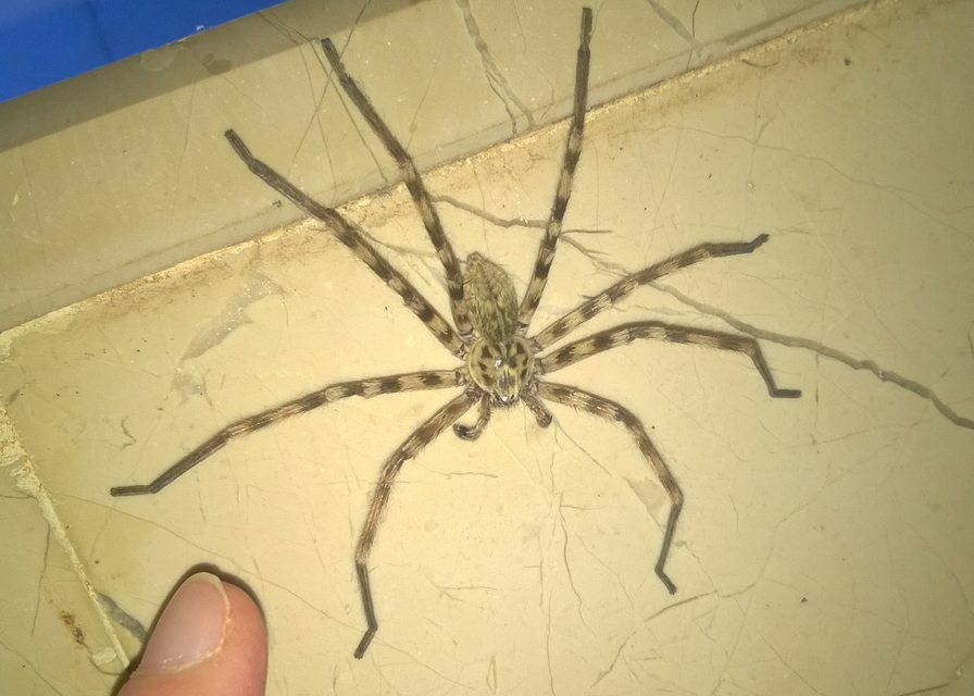 Eusparassus walckenaeri