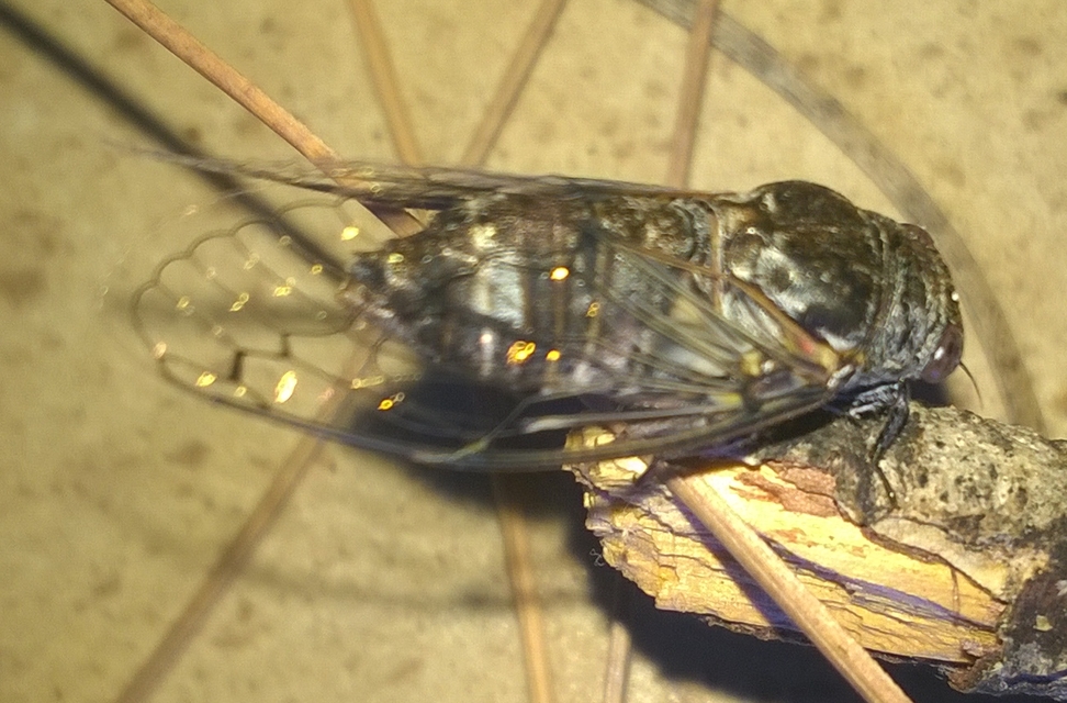 Cicadidae - énekeskabócák