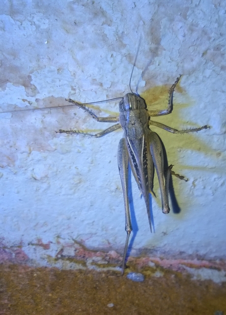 Platycleis