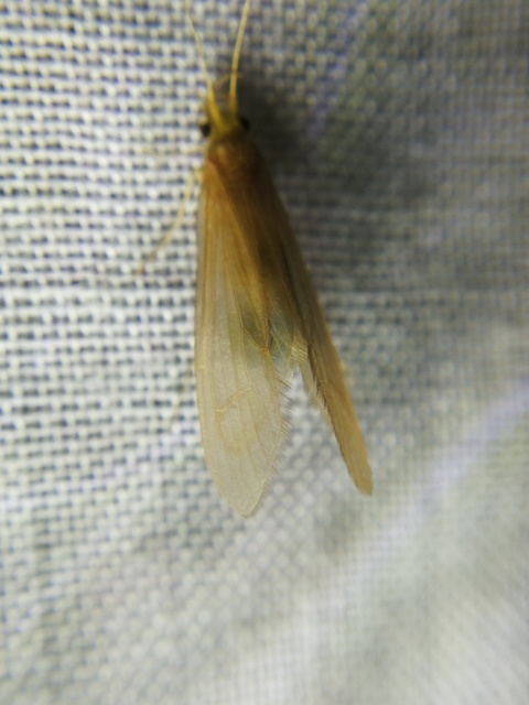 Trichoptera - Tegzesek