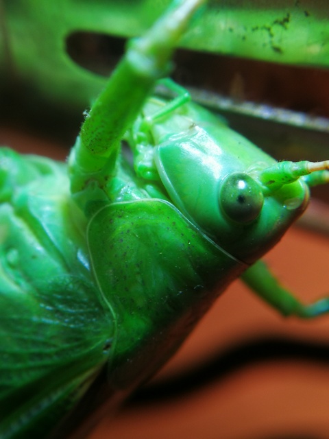 Tettigonia viridissima - zöld lombszöcske
