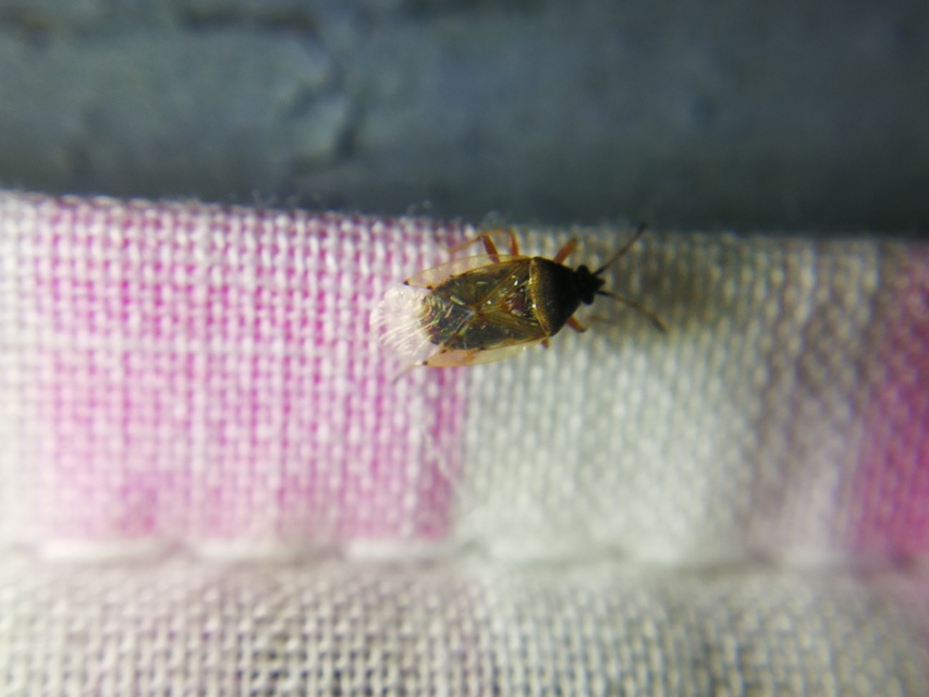Kleidocerys resedae - nyírbodobács