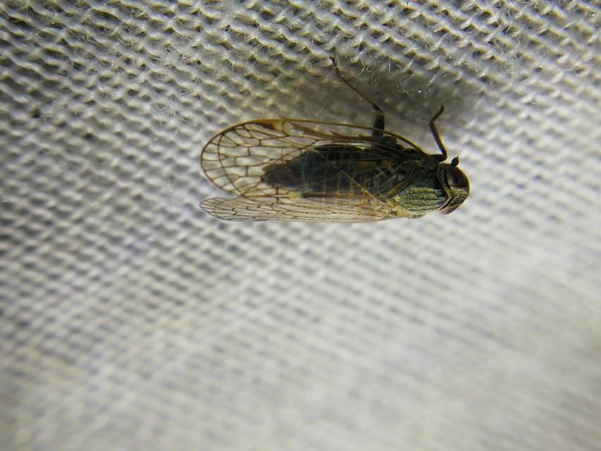 Cixiidae - recéskabócák