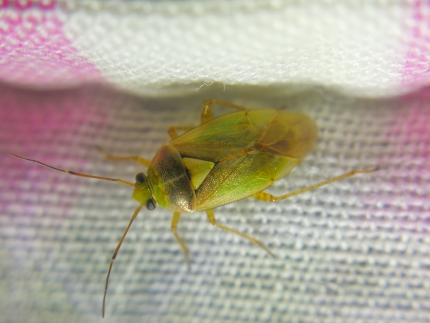 Orthops