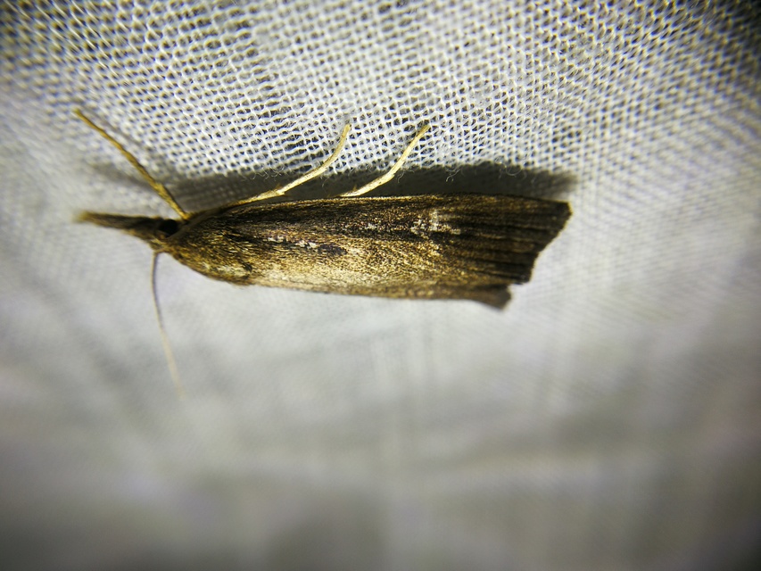 Calamotropha paludella - barna nádlevélmoly