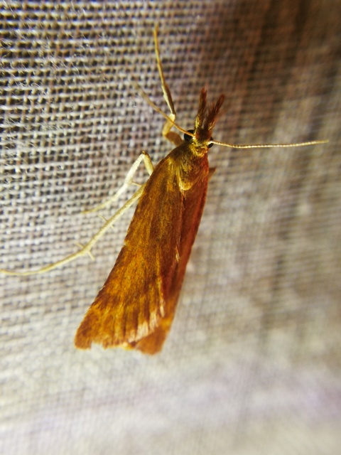 Synaphe punctalis - hosszúlábú fényilonca