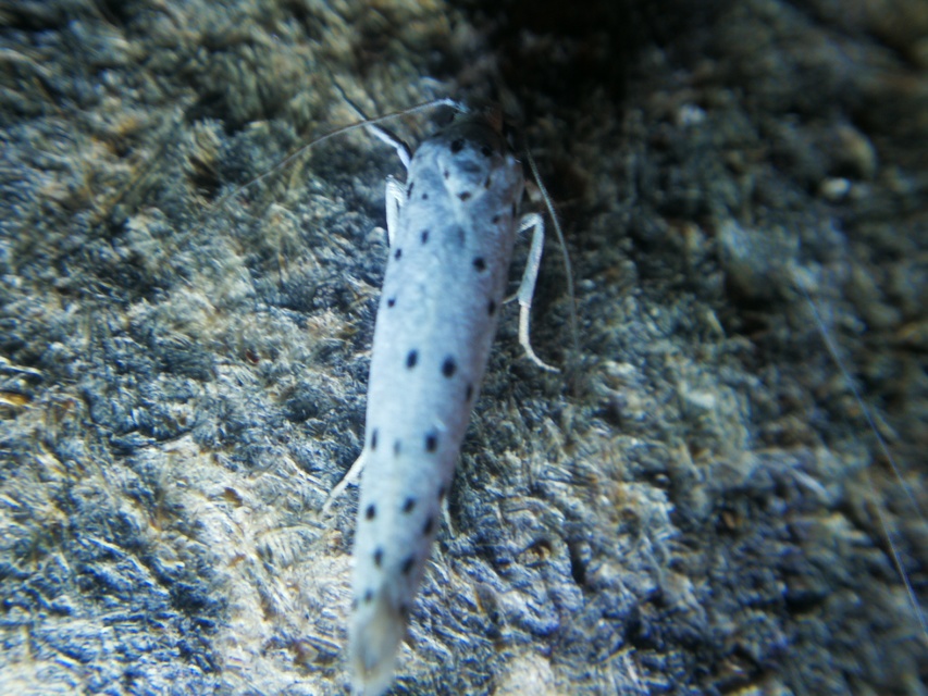 Yponomeuta