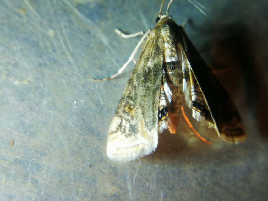 Cataclysta lemnata - békalencsemoly