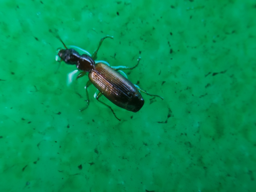 Paradromius linearis - karcsú kéregfutó