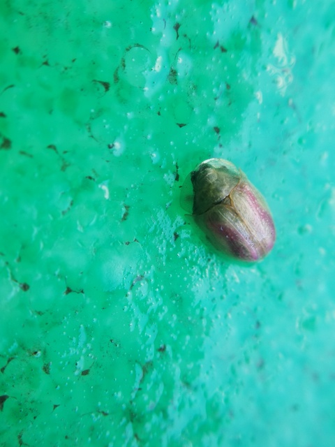 Cassida Cassida