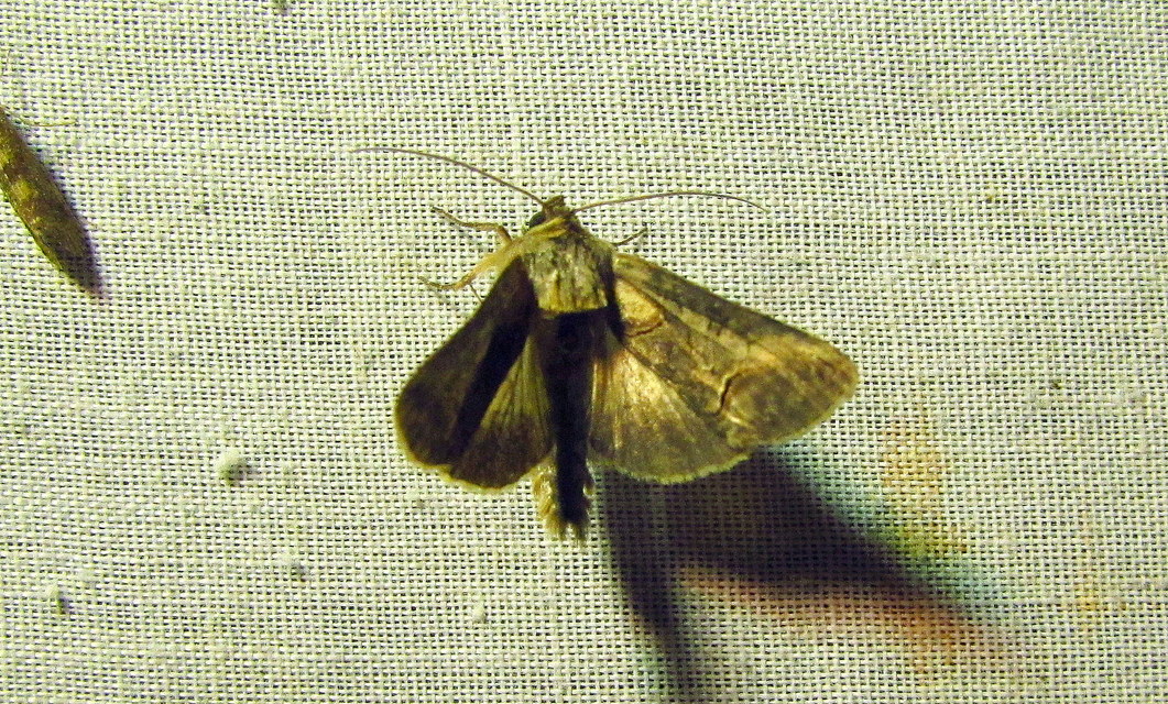 Abrostola triplasia - közönséges csalánbagoly
