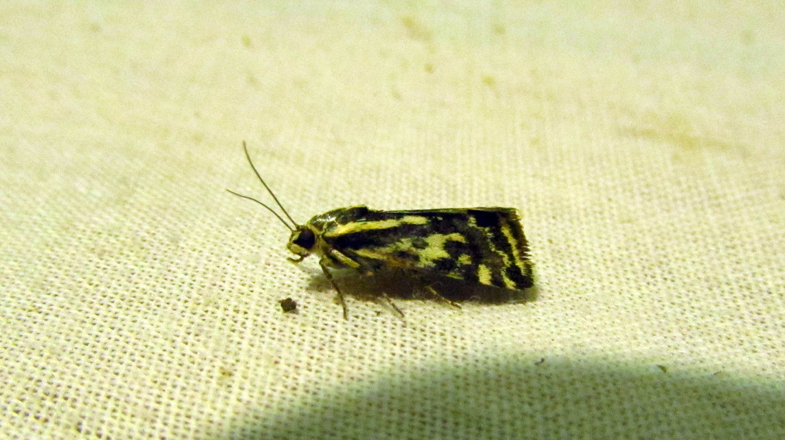 Emmelia trabealis - zebrabagoly
