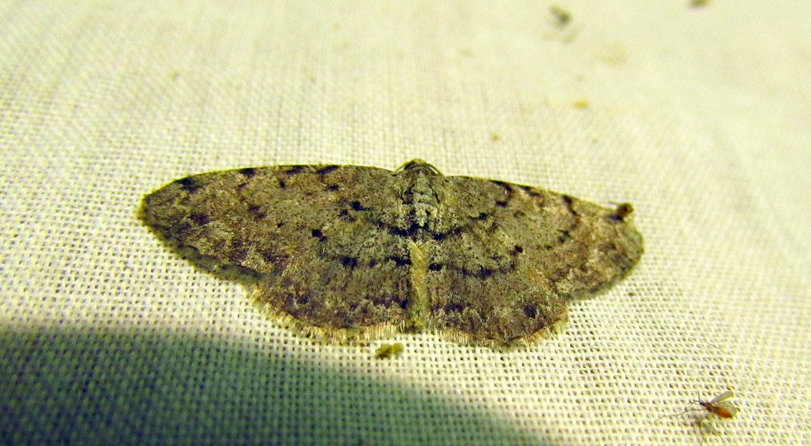 Aethalura punctulata - szürke égeraraszoló
