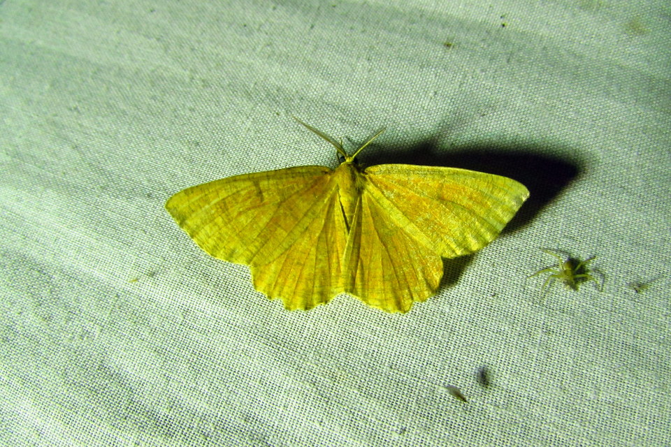 Angerona prunaria - sárga kökényaraszoló