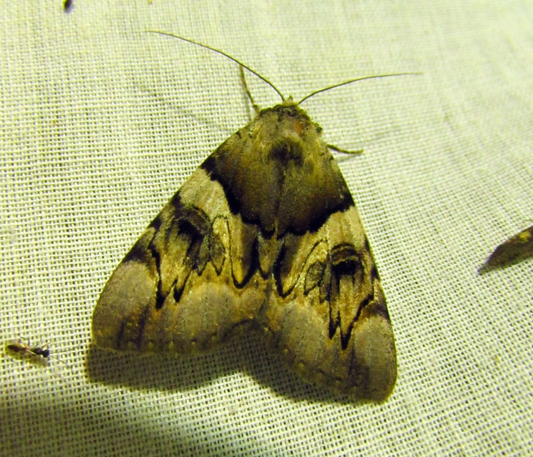Catocala fulminea - galagonya-övesbagoly