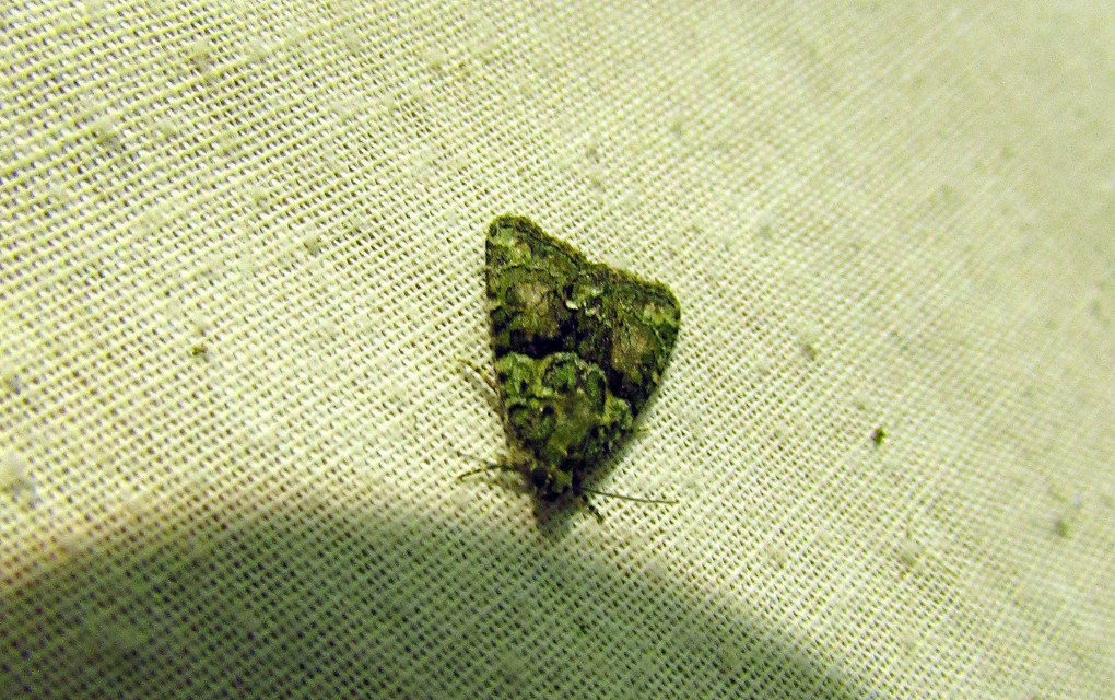 Cryphia algae - sárgászöld zuzmóbagoly