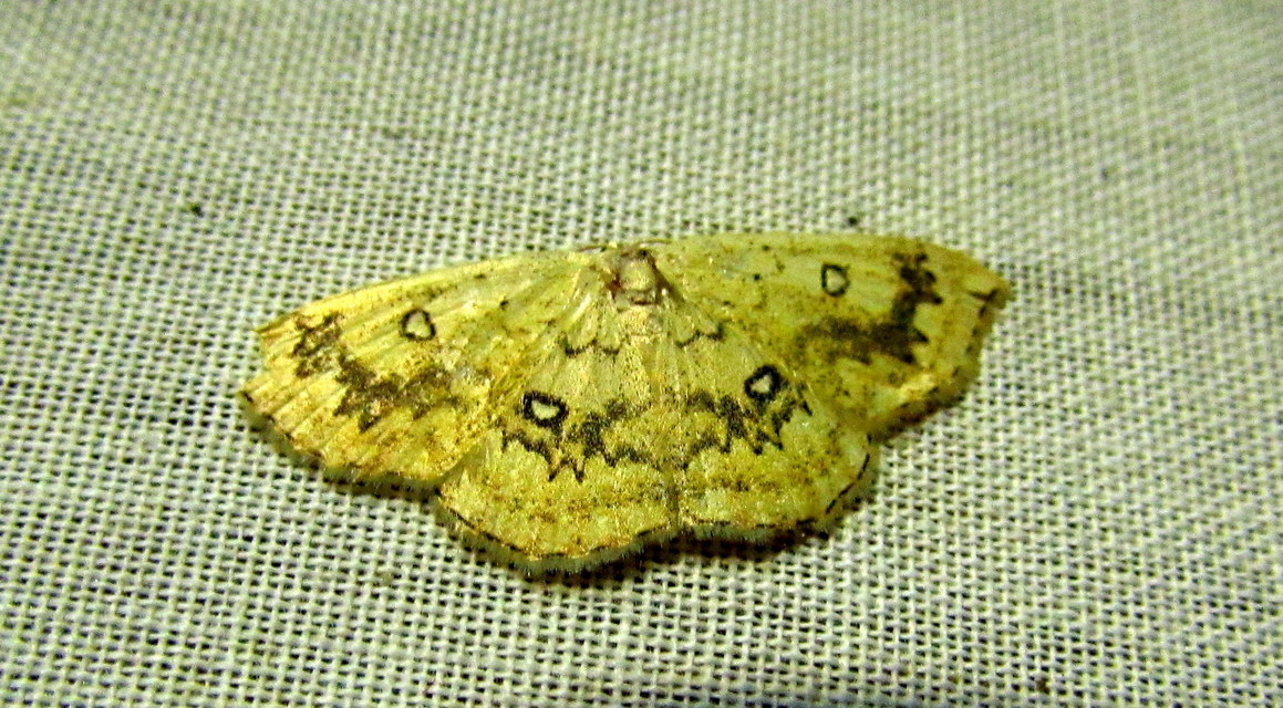 Cyclophora annularia - gyűrűs pettyesaraszoló